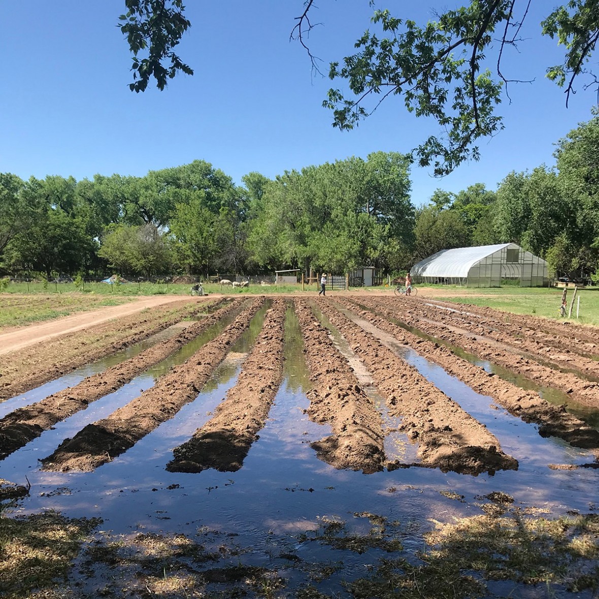 ancient field irrigation