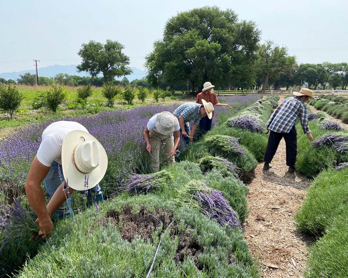 LP farmers harvesting lavender