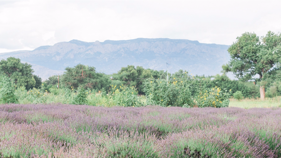 purple lavender fields