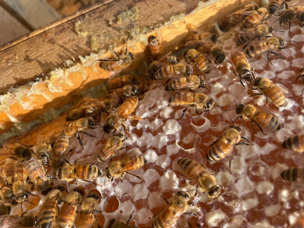 bees on honeycomb in hive