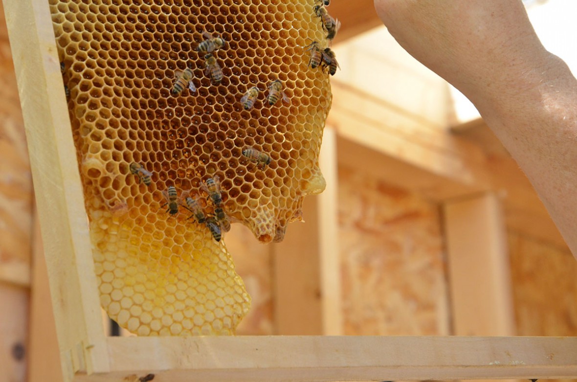 more bees on honey comb