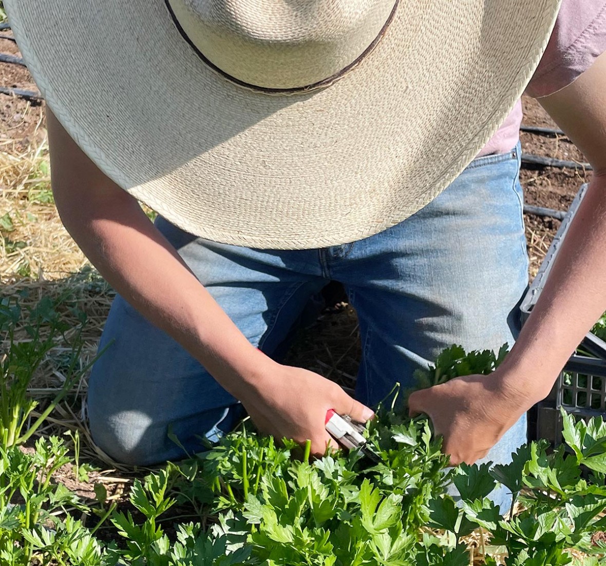 farmer cutting herbs