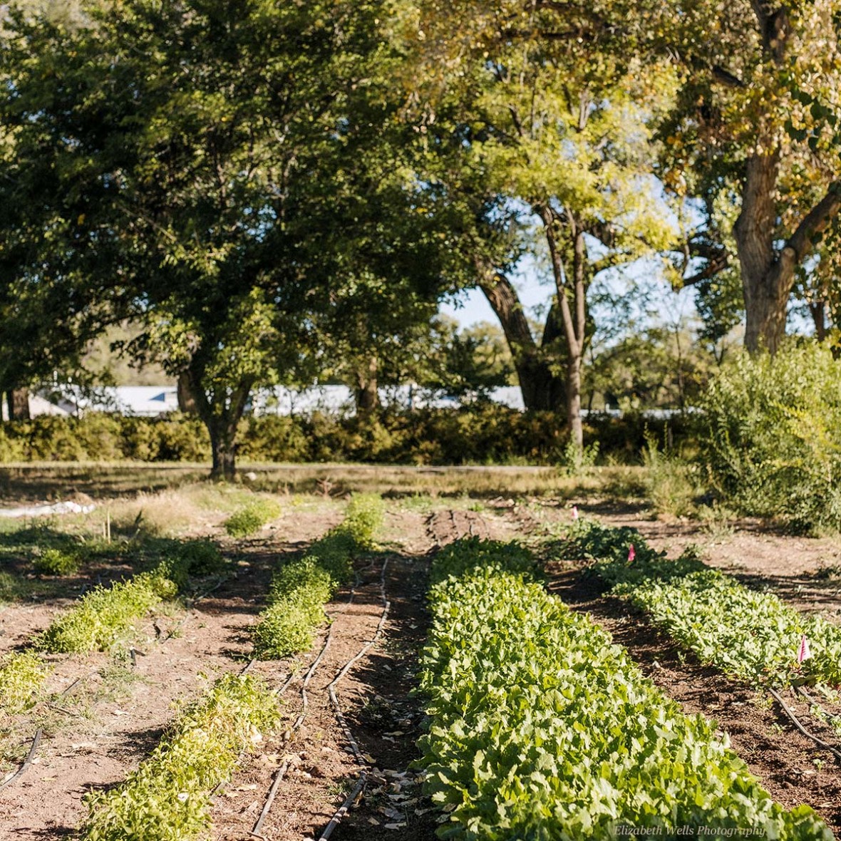 farm fields