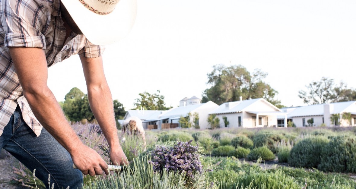 farmer trimming lavender