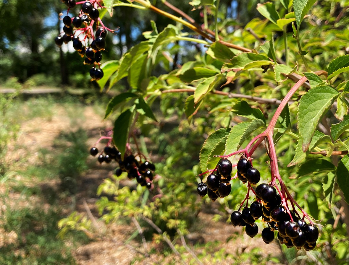 Fruit Trees at Los Poblanos - elderberry