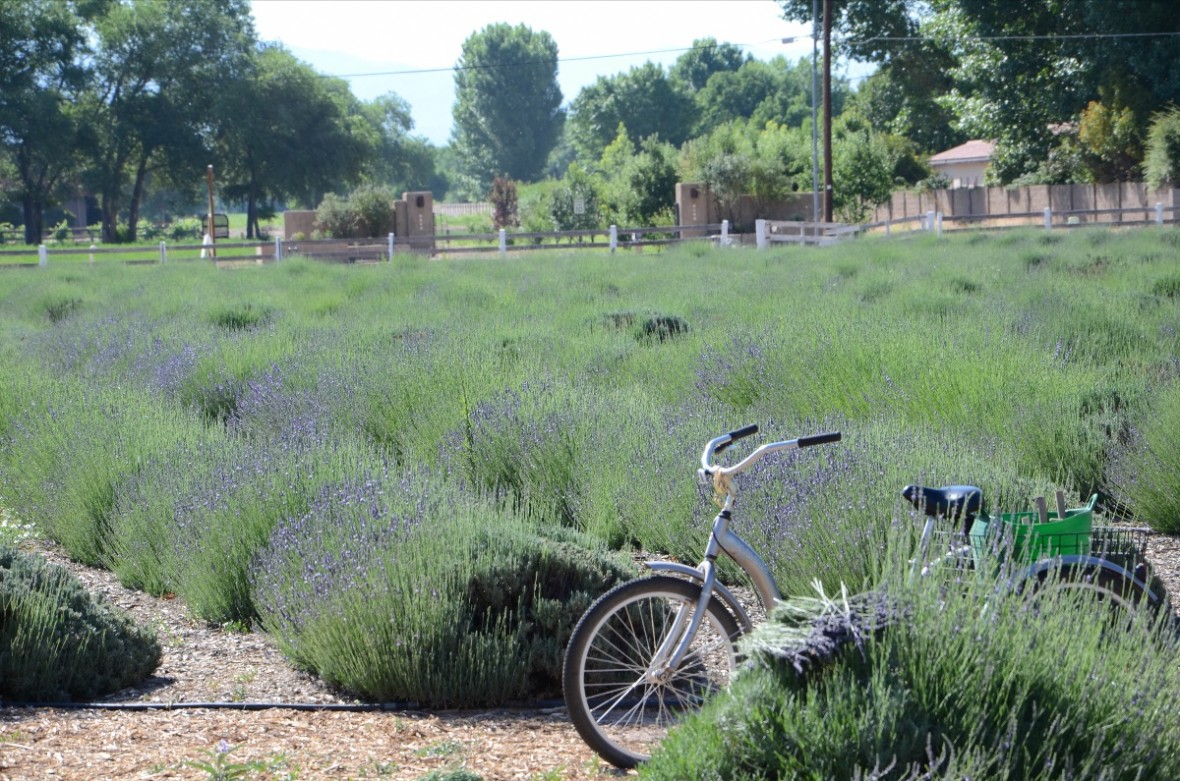 lavender bushes