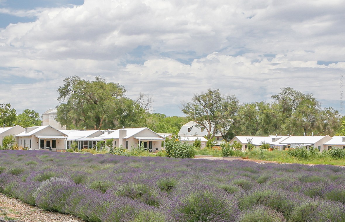 view of the blooming lavender fields