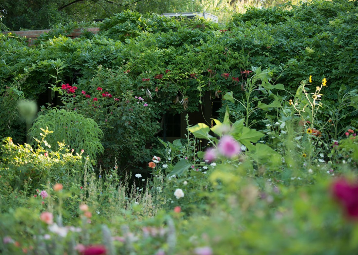 lush green rose greely garden