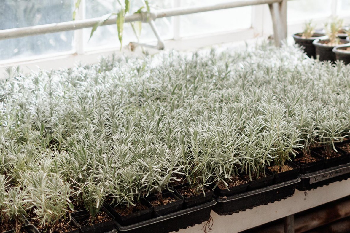 lavender babies in the greenhouse