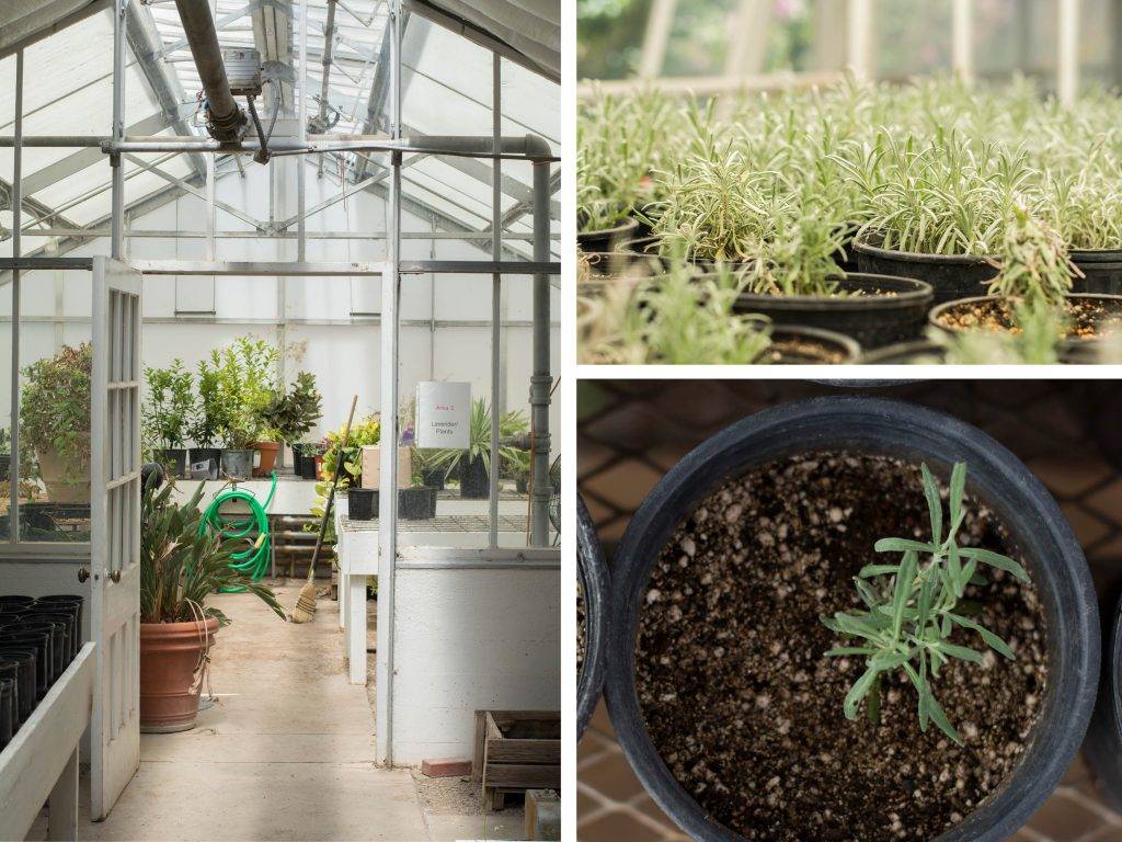 Lavender in the greenhouse at Los Poblanos