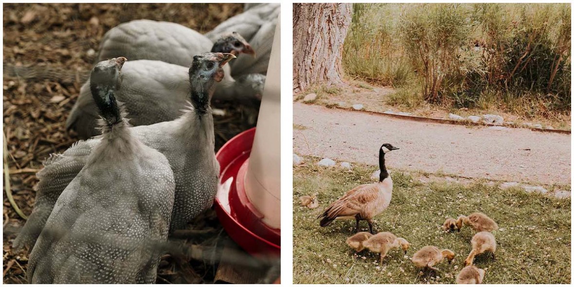 photo set of hens and ducks