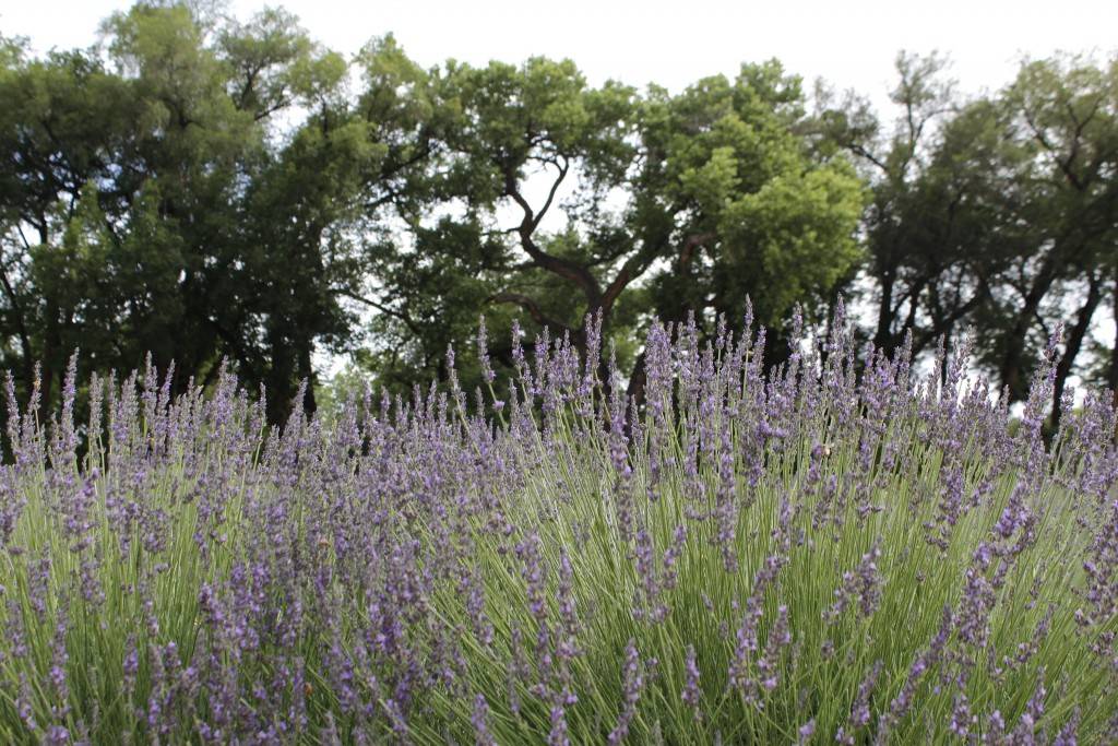 lavender field