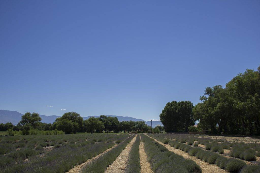 Los Poblanos Lavender Field