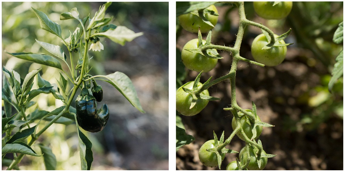 green pepper and tomato plants