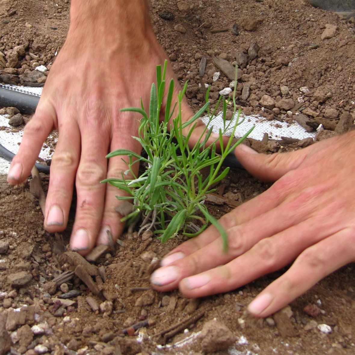 Hands planting a small lavender plant