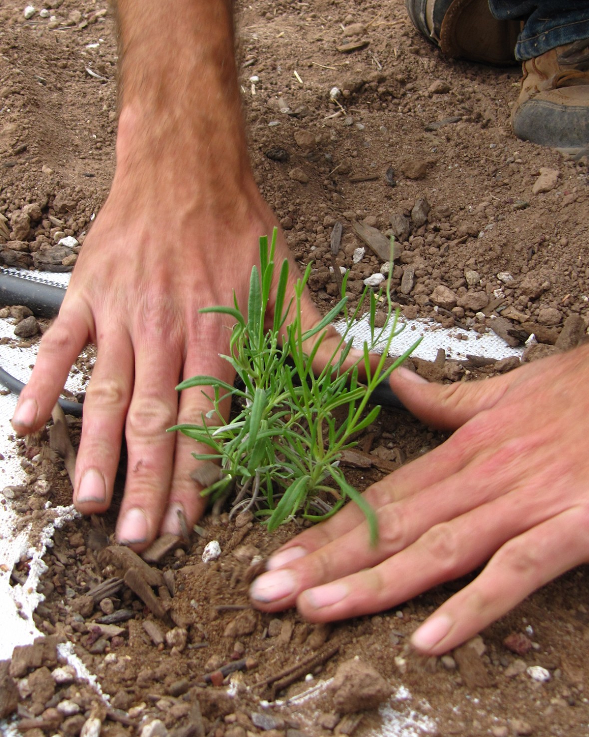Hands planting a small lavender plant