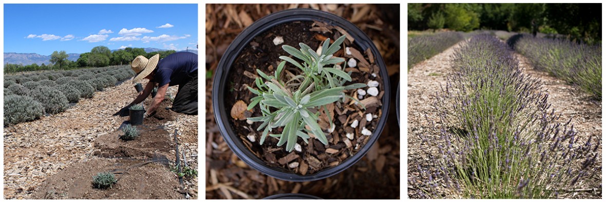 replanting lavender