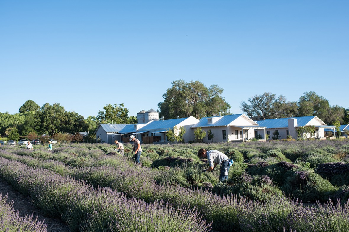 Photo taken by Sergio Salvador of lavender harvest