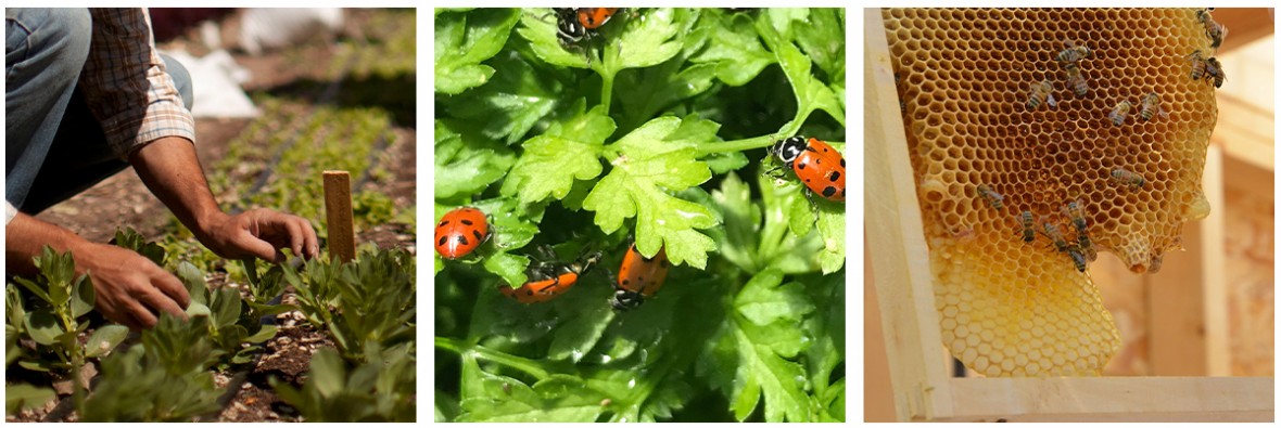 photo set of gardening, lady bugs and bee hive