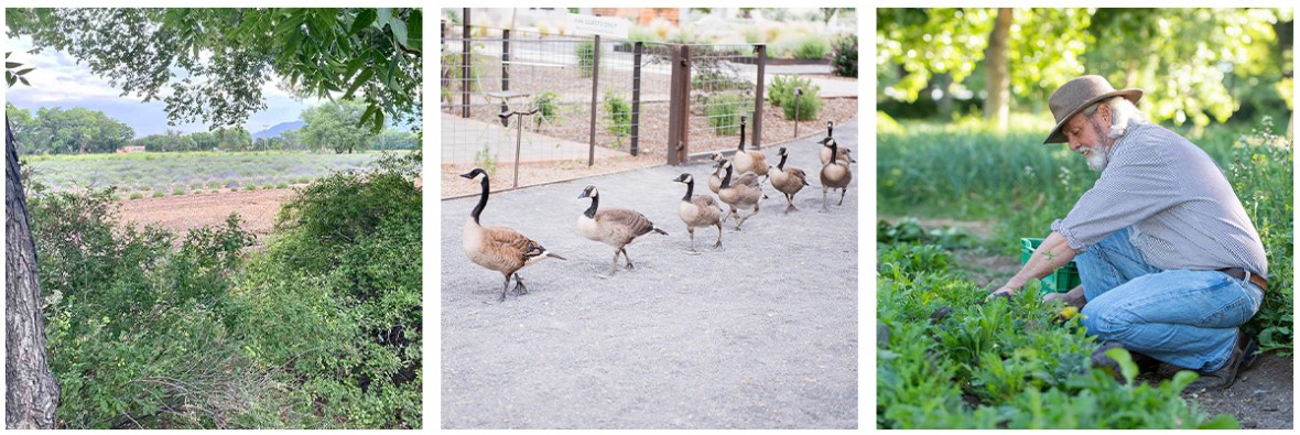 photo set of farm fields, ducks and wes