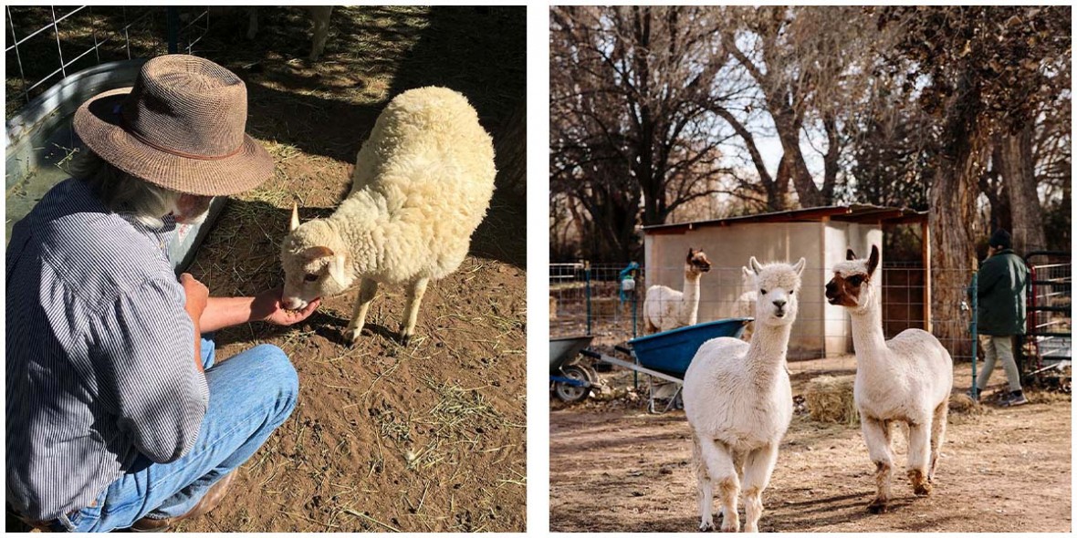 photo set of farmer Wes and alpacas