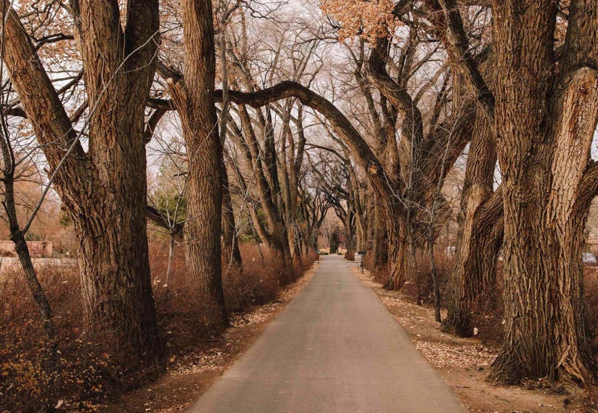 treelined driveway of Los Poblanos