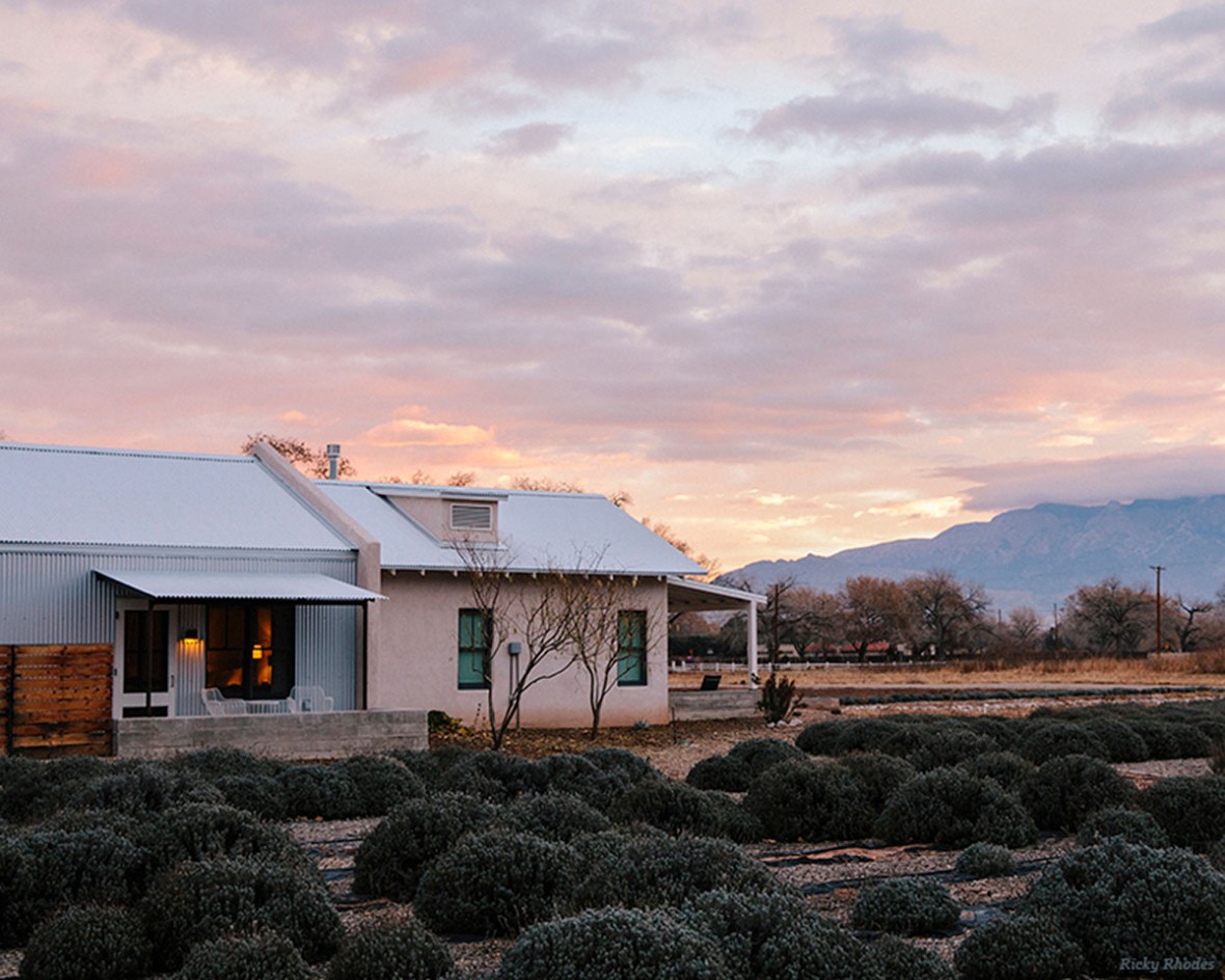 lavender fields with view of the Sandia Mountains at sunset