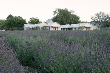 lavender fields in bloom