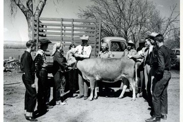 old black and white photo of cow
