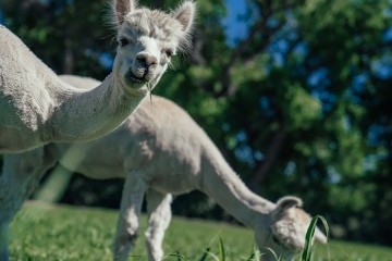 Farm Journal: Fresh pastures