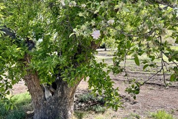 Arbor Day on the Farm: Celebrating the Trees of Los Poblanos