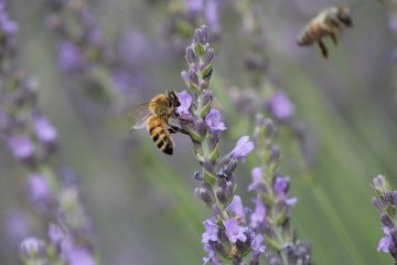 A honey bee on a lavender flower