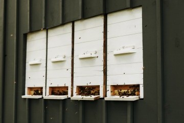 Farm Journal: Early spring in the hives