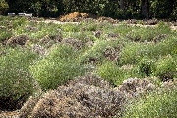 Report from the lavender fields