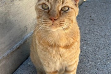 In Memory of Mouse, Beloved Farm Cat
