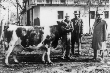 historic black and white photo of a prized dairy cow