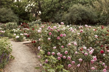 90 Years of Blooms: The Rose Greely Garden