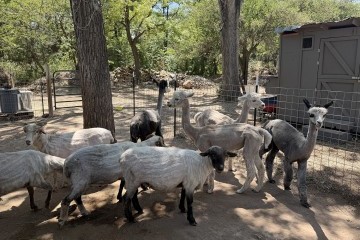 Farm Journal: Shearing season