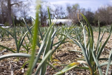 Onions and leeks that were planted earlier are almost ready for spring harvest. 