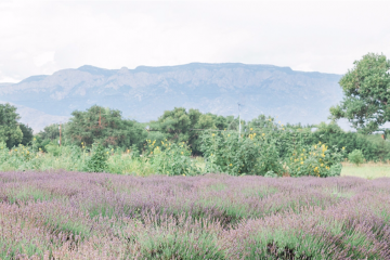 purple lavender fields
