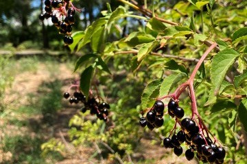 Fruit Trees at Los Poblanos - elderberry