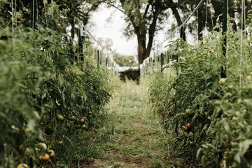 vegetables growing in summer photo by elizabeth wells