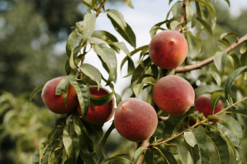A Season of Abundance