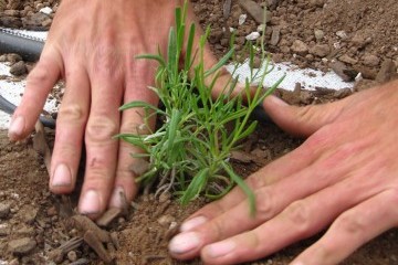 Hands planting a small lavender plant