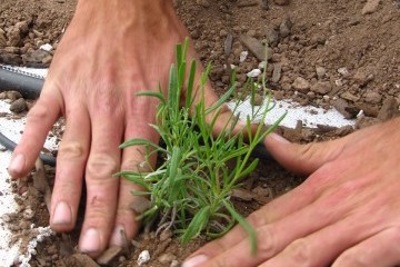 A New Chapter for Our Lavender Fields