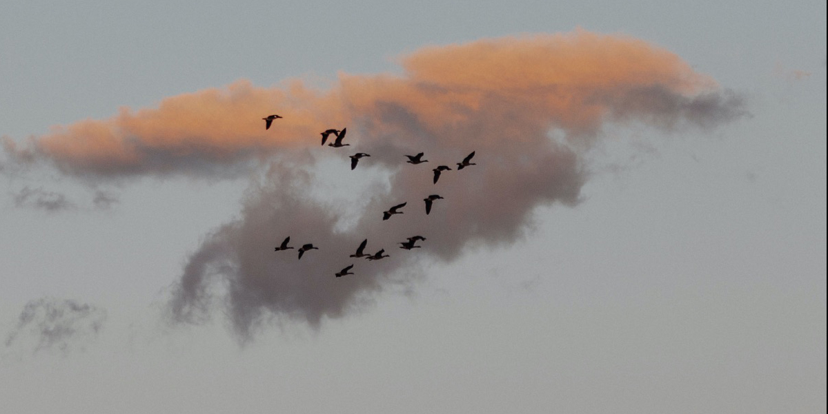 birds flying overhead