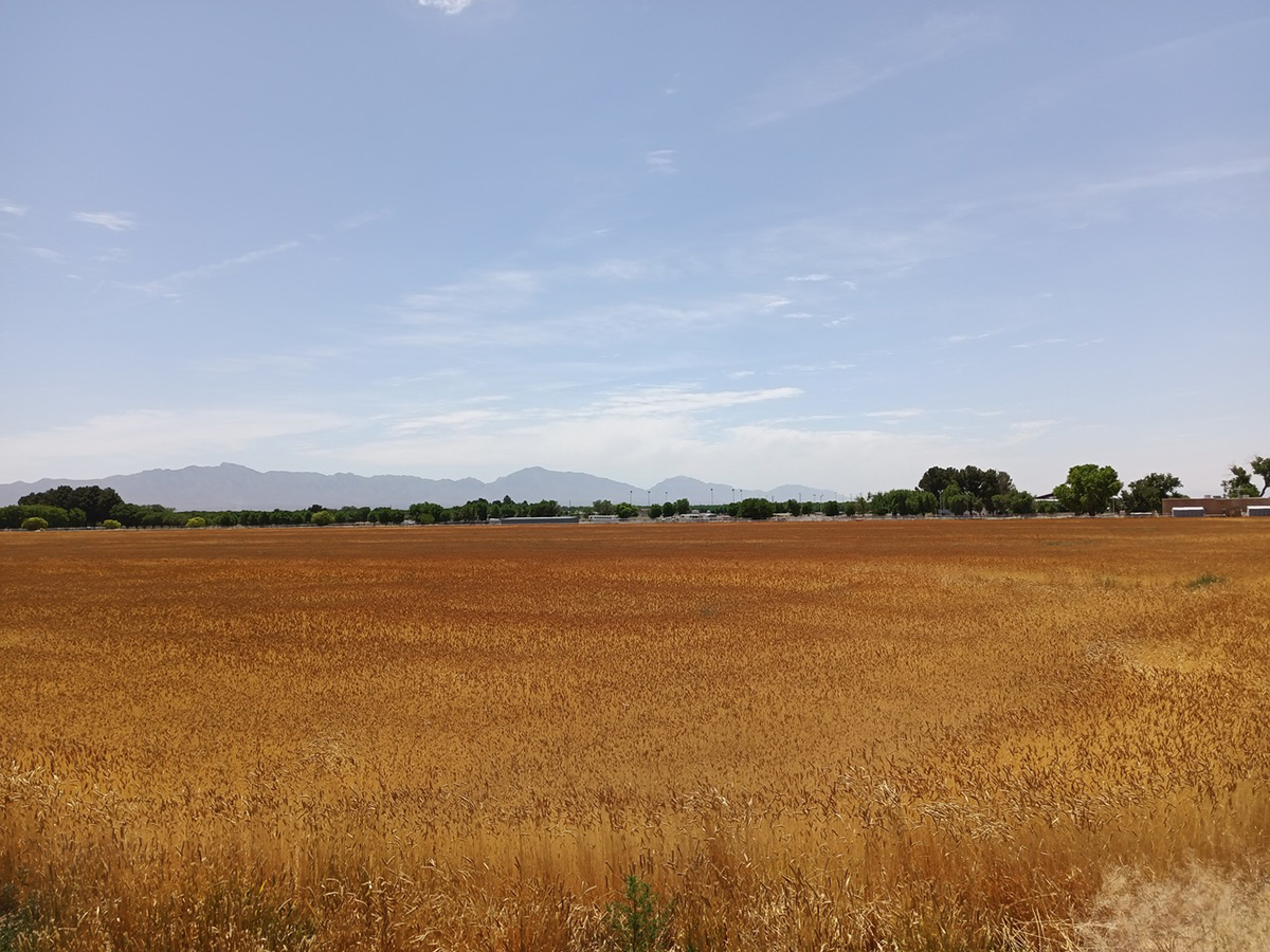 sonora white wheat field growing