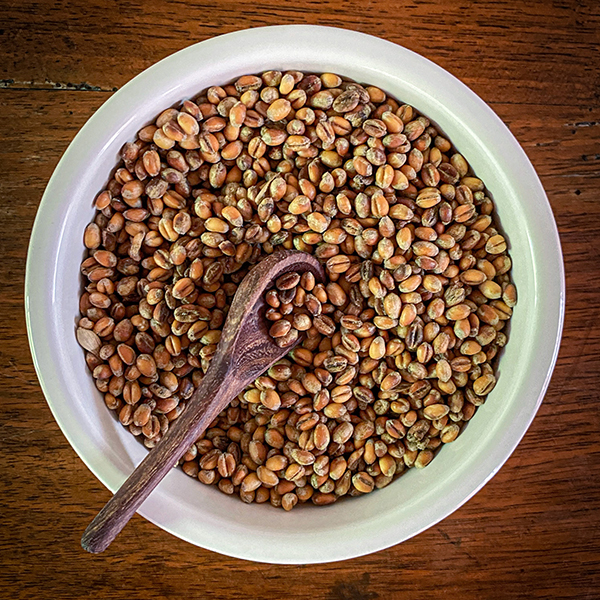 bowl of wheat berries