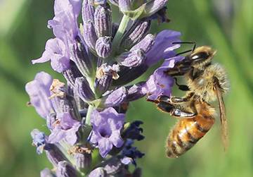 Lavender & Honeybees Workshop 