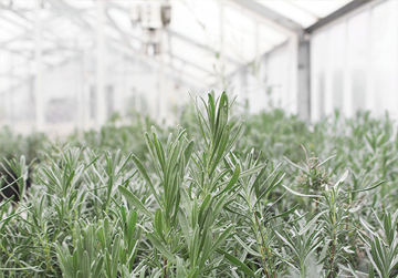 Lavender in the Greenhouse